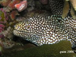 moray eel... @ 30 feet, no strobe, just the built-in flas... by Fra-And Quimpo 